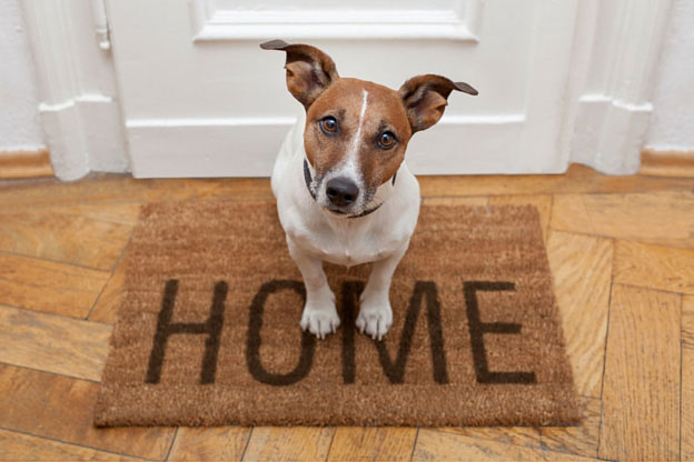 Dog in doorway hardwood floors